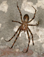 araign&eacute;e cavernicole