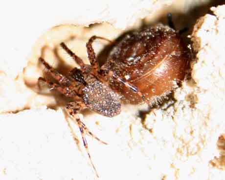 &eacute;cosyst&egrave;me souterrain